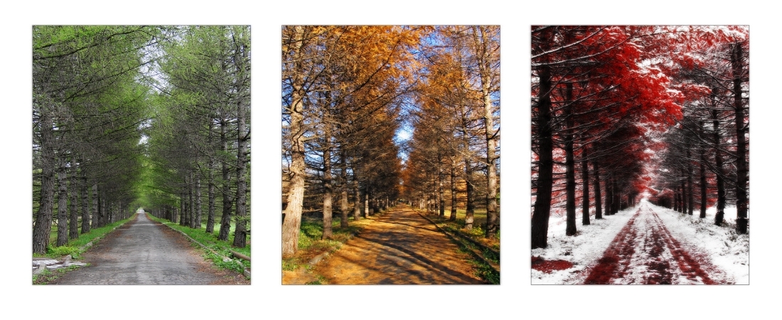 three_seasons_forest three_seasons_forest