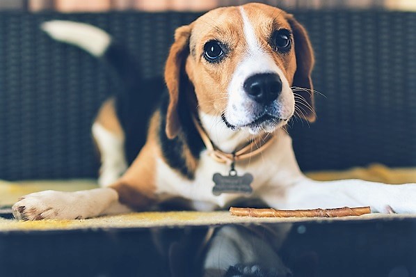 beagle puppy lying on the floor